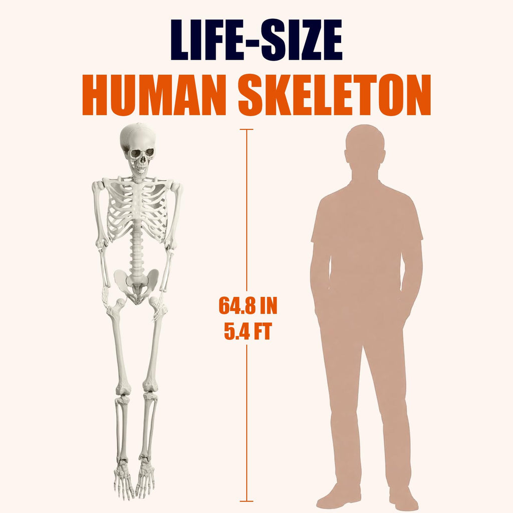 Life Size Full Body Skeleton K2035