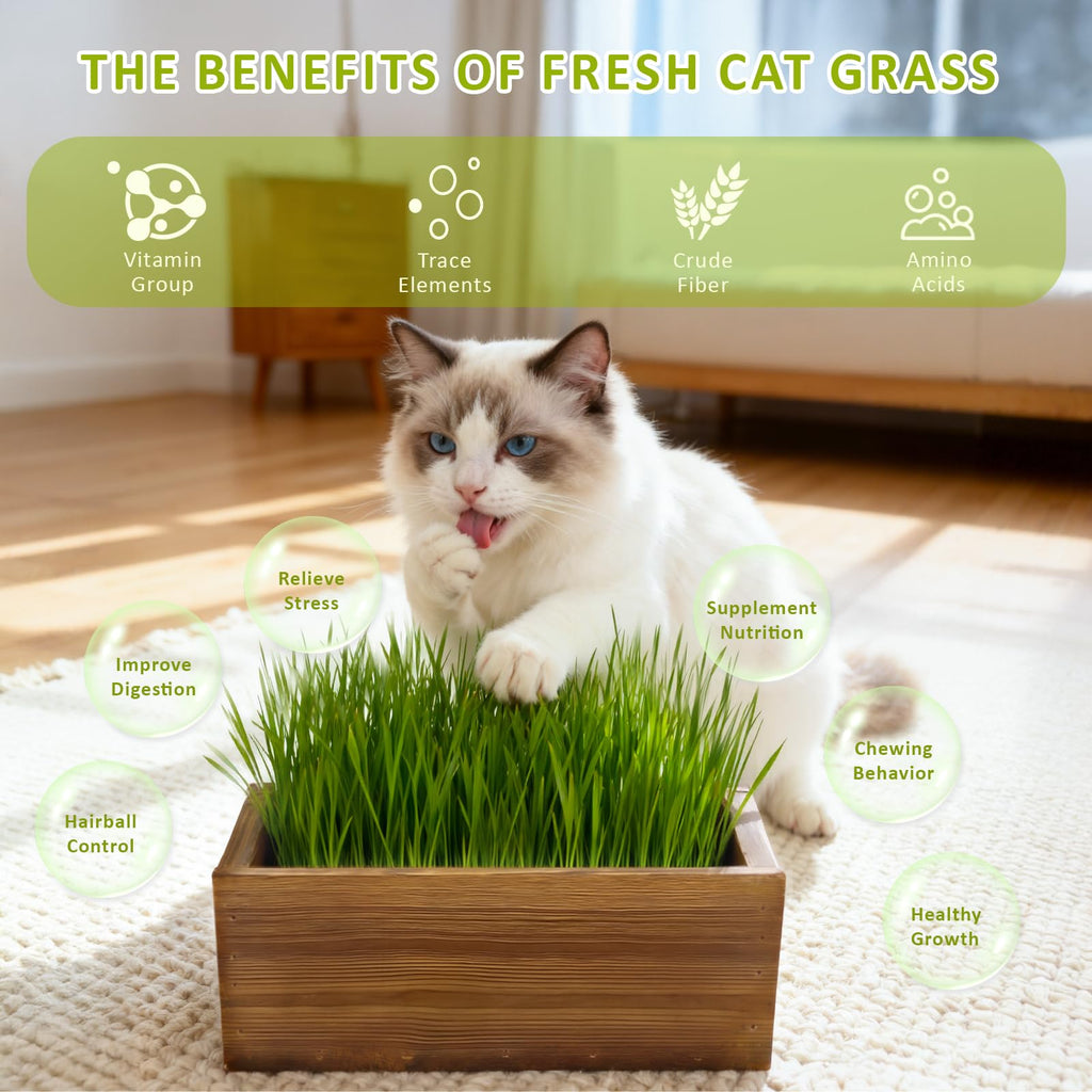 Cat Grass Kit with Wooden Planter 5 Pack Z111065