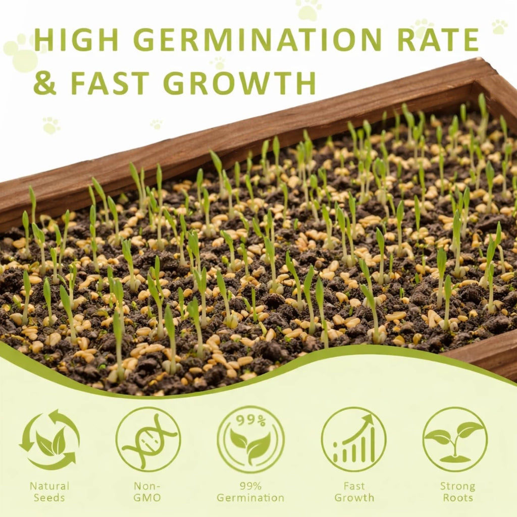 Cat Grass Kit with Wooden Planter 5 Pack Z111065
