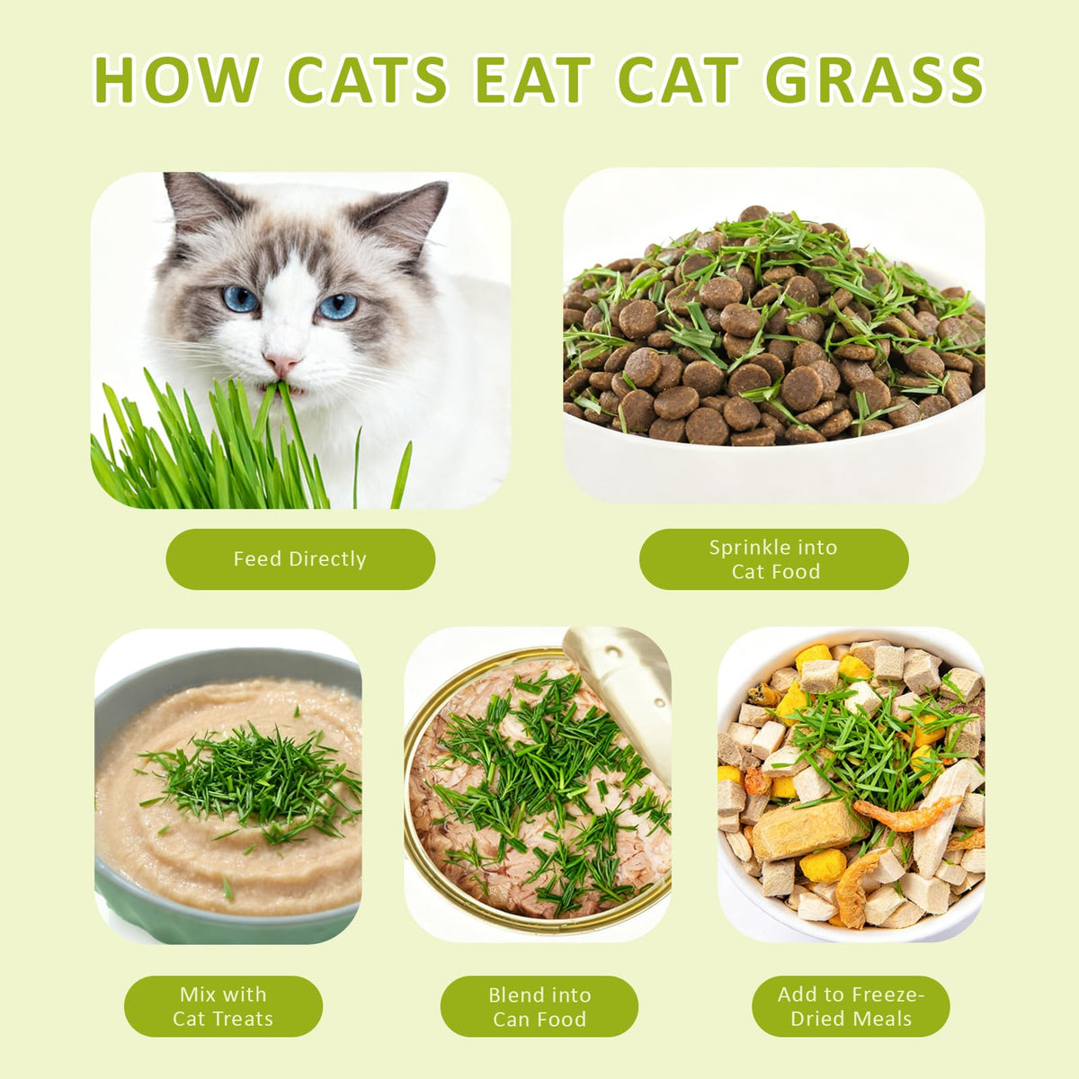 Cat Grass Kit with Wooden Planter 5 Pack Z111065