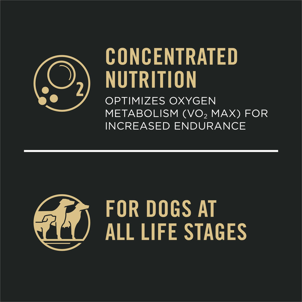 Salmon High Protein Dry Dog Food B6301
