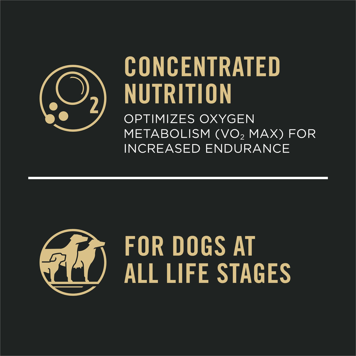 Salmon High Protein Dry Dog Food B6301