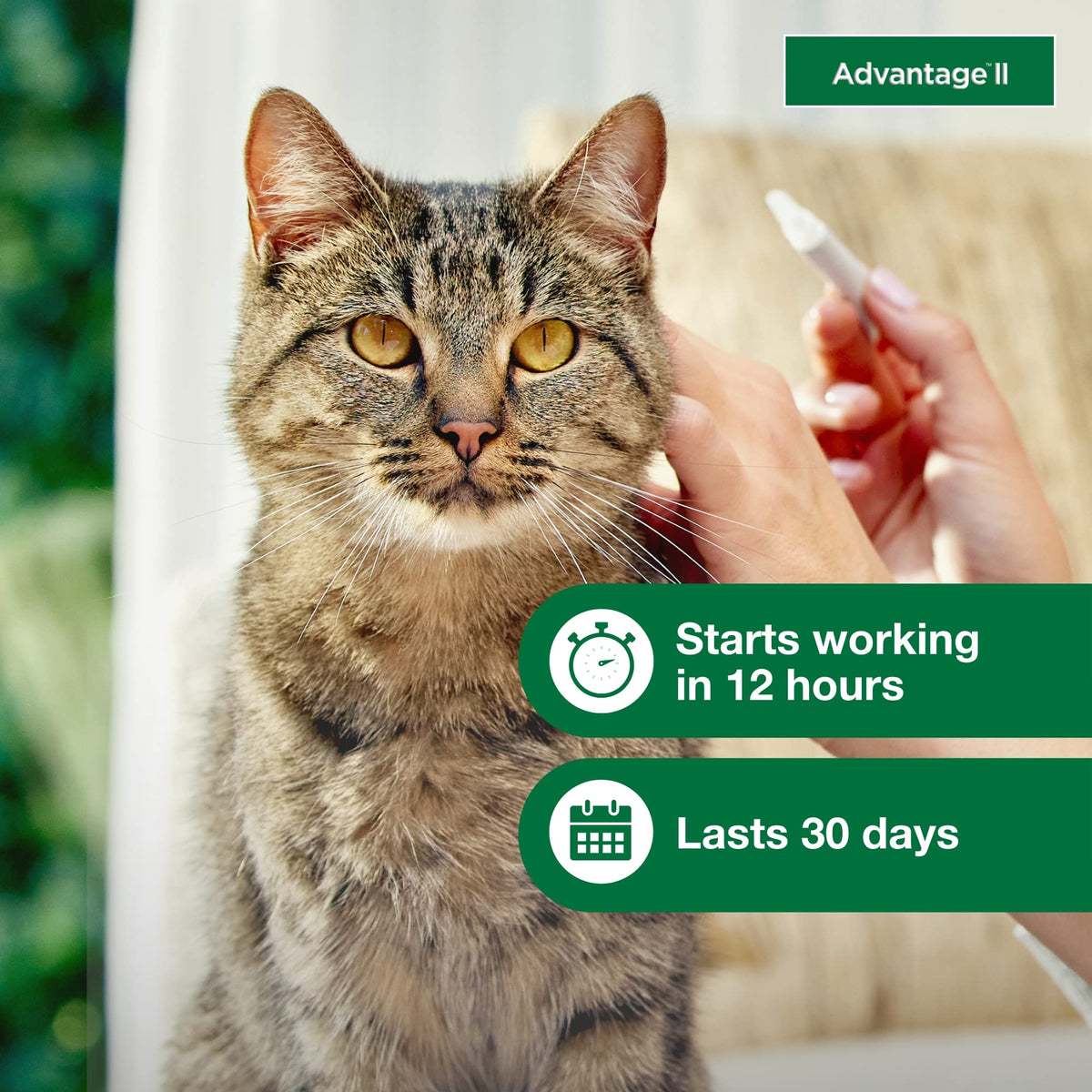 Large Cat Topical Flea Treatment & Prevention 2ct G13443