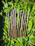 White Mulberry Cuttings 8-10 inches (12) H78211